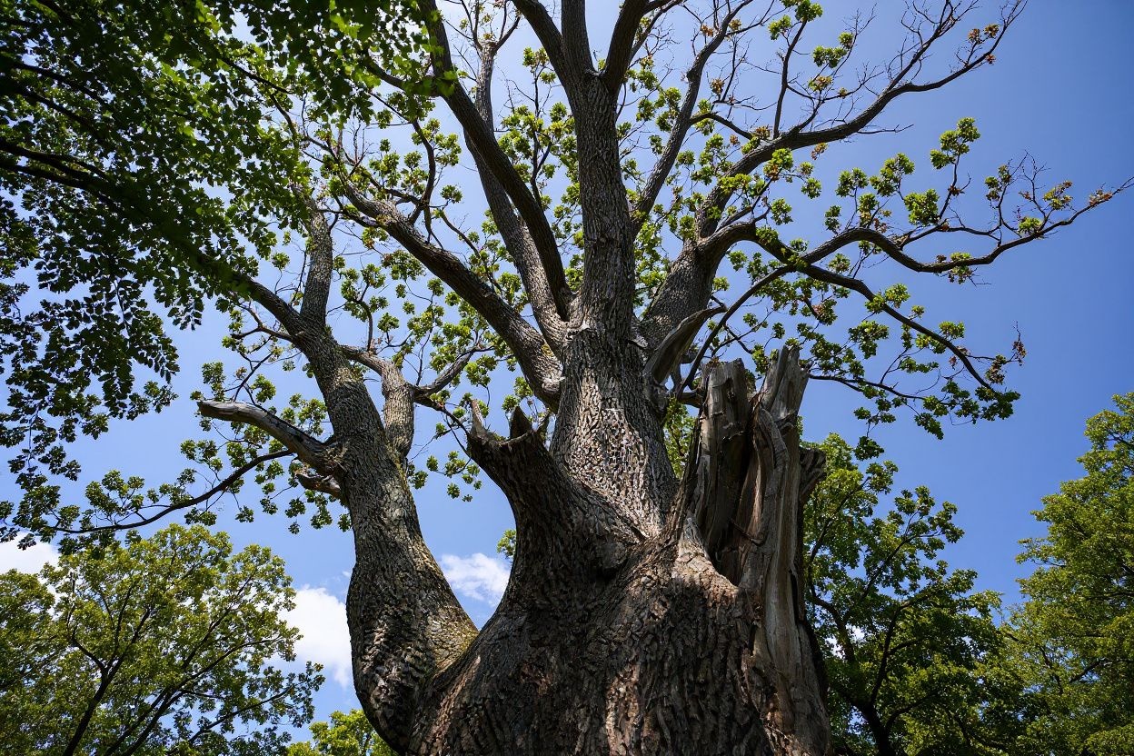 Age comes with wisdom, just like a towering tree withstanding the natural elements. Source: