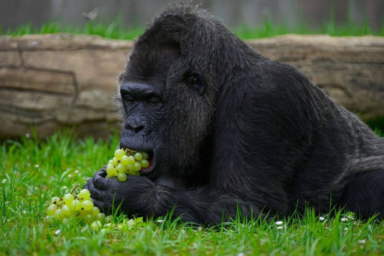 The benefits of eating 12 grapes before the clock strikes 12 on New Year’s is that it brings you good luck, and you’ll get in your daily intake of healthy fruits in one go., shot on Sony A7R IV, 85mm f/1.4 lens, RAW photograph, unedited, candid moment, natural lighting, photojournalistic style | NEGATIVE: AI generated, artificial, computer generated, digital art, 3d render