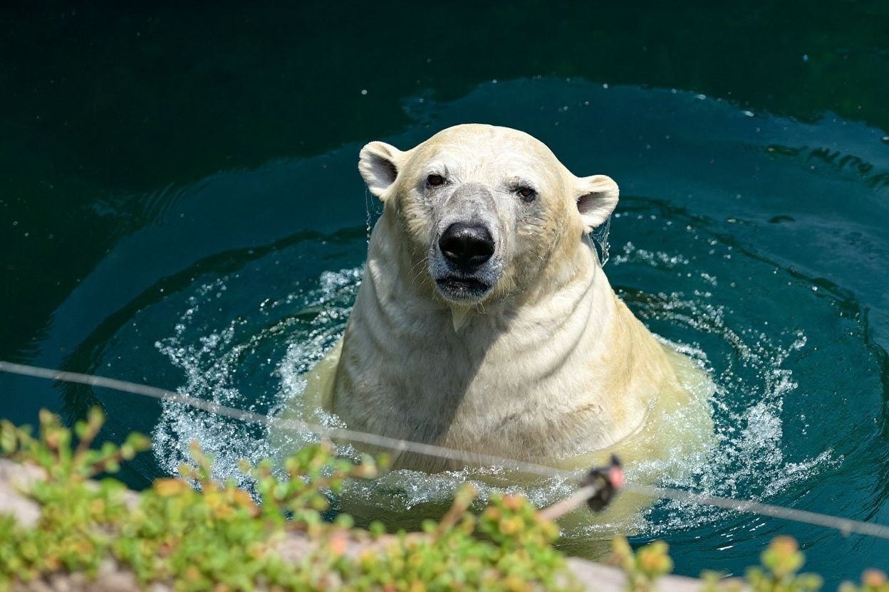 We aren’t just talking about animals losing their habitats due to the climate crisis anymore; humans are facing the same problem too.