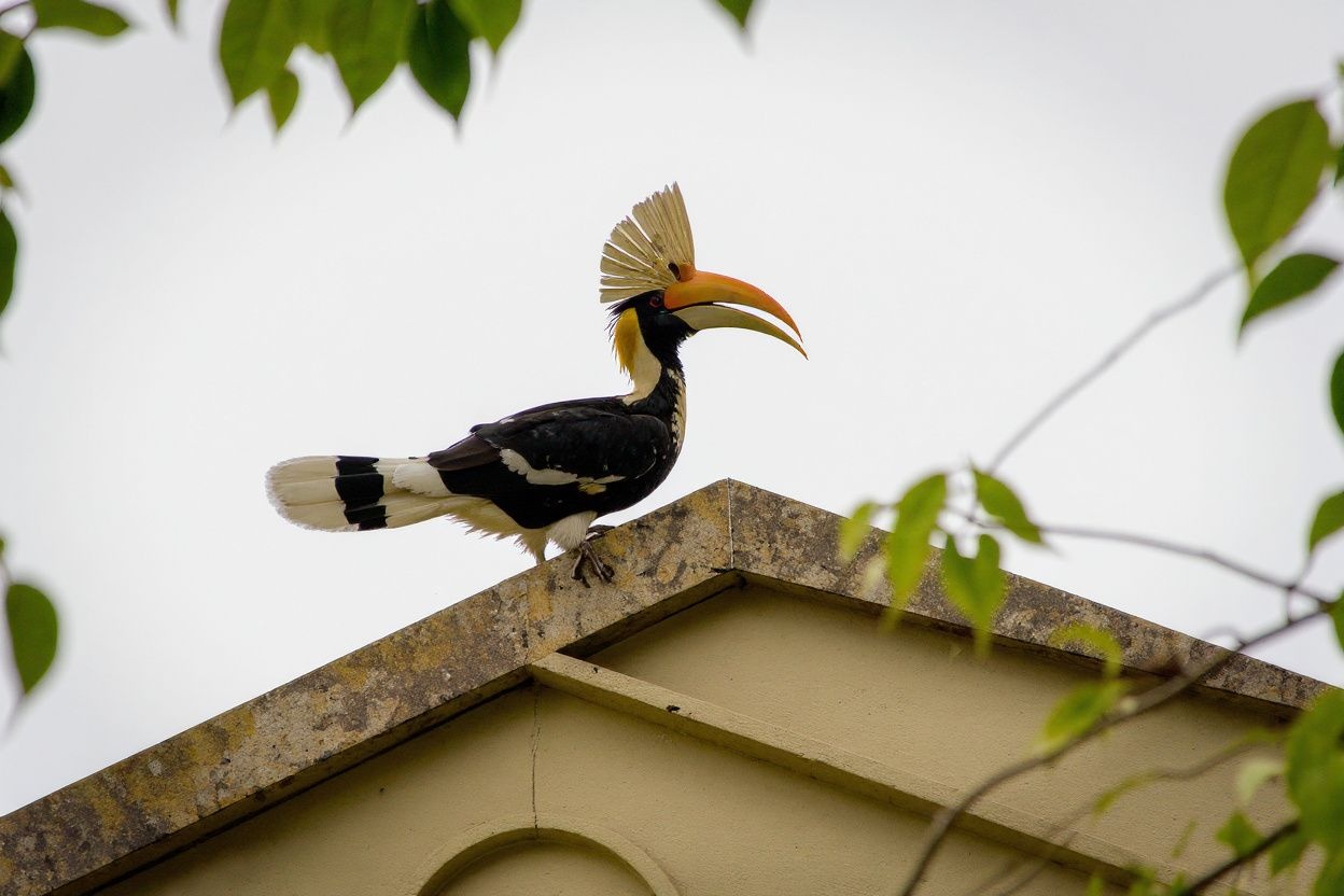 The prominent structure on top of a hornbill’s beak is known as a casque, which is French for ‘helmet’. Source: