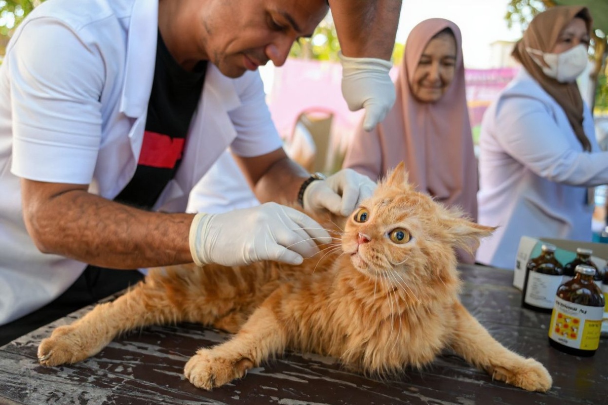 Veterinary science is a field where you really don’t want to put the theory vs practice argument to test. Source: