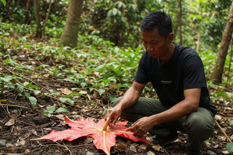 Degrees Explained: Botany