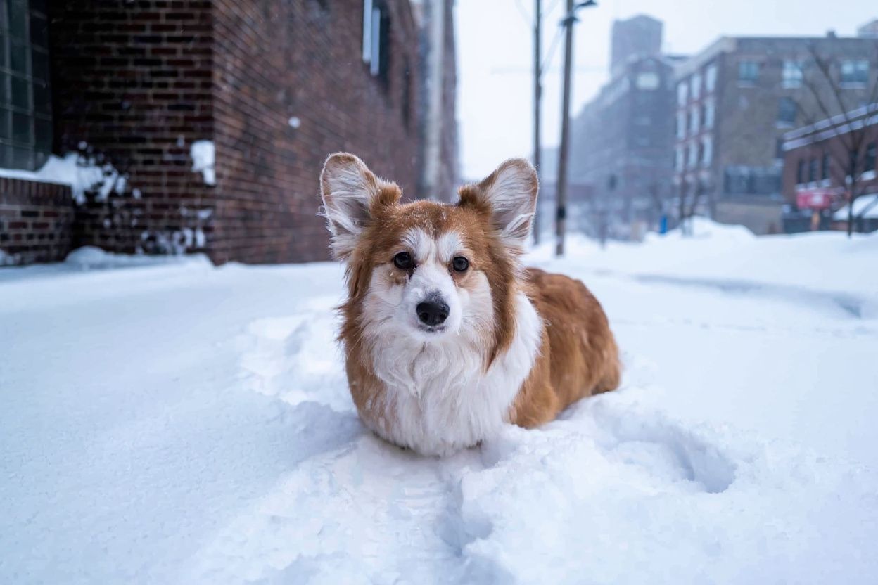 Babysitting jobs don’t have to be all about taking care of kids – it could also be taking care of a furry, four-legged pal. Source: