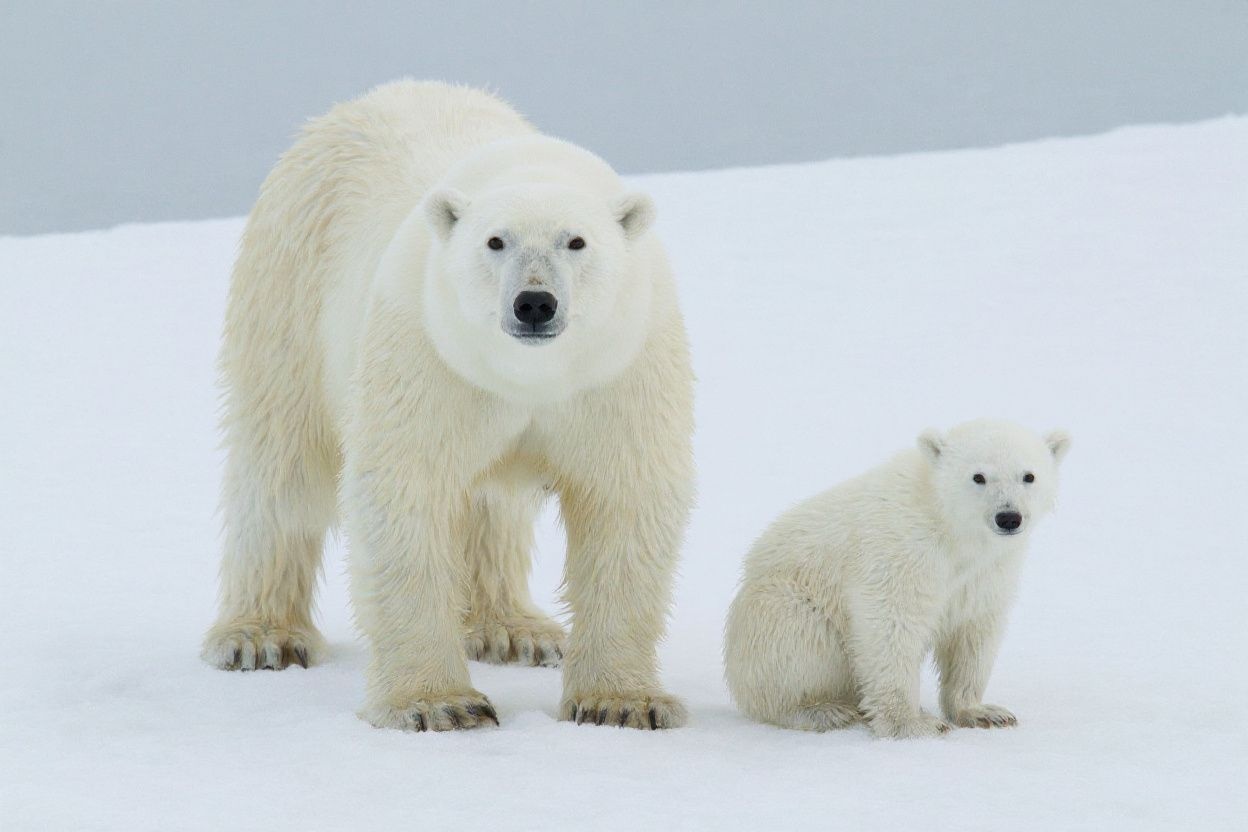 A handout photo made available on July 17, 2020 by Polar Bears International shows a polar bear with its cub on the sea ice near Svalbard, Norway, in 2012. (Photo by Kt MILLER / POLAR BEARS INTERNATIONAL / ) / RESTRICTED TO EDITORIAL USE – MANDATORY CREDIT ” PHOTO / Polar Bears International / Kt MILLER” – NO MARKETING – NO ADVERTISING CAMPAIGNS – DISTRIBUTED AS A SERVICE TO CLIENTS