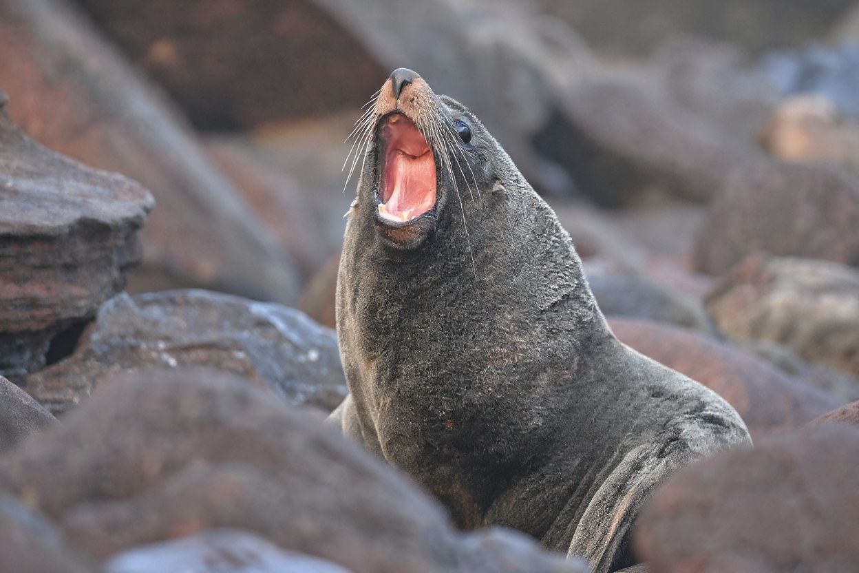 Just like us, animals need a big fat yawn too. Source: