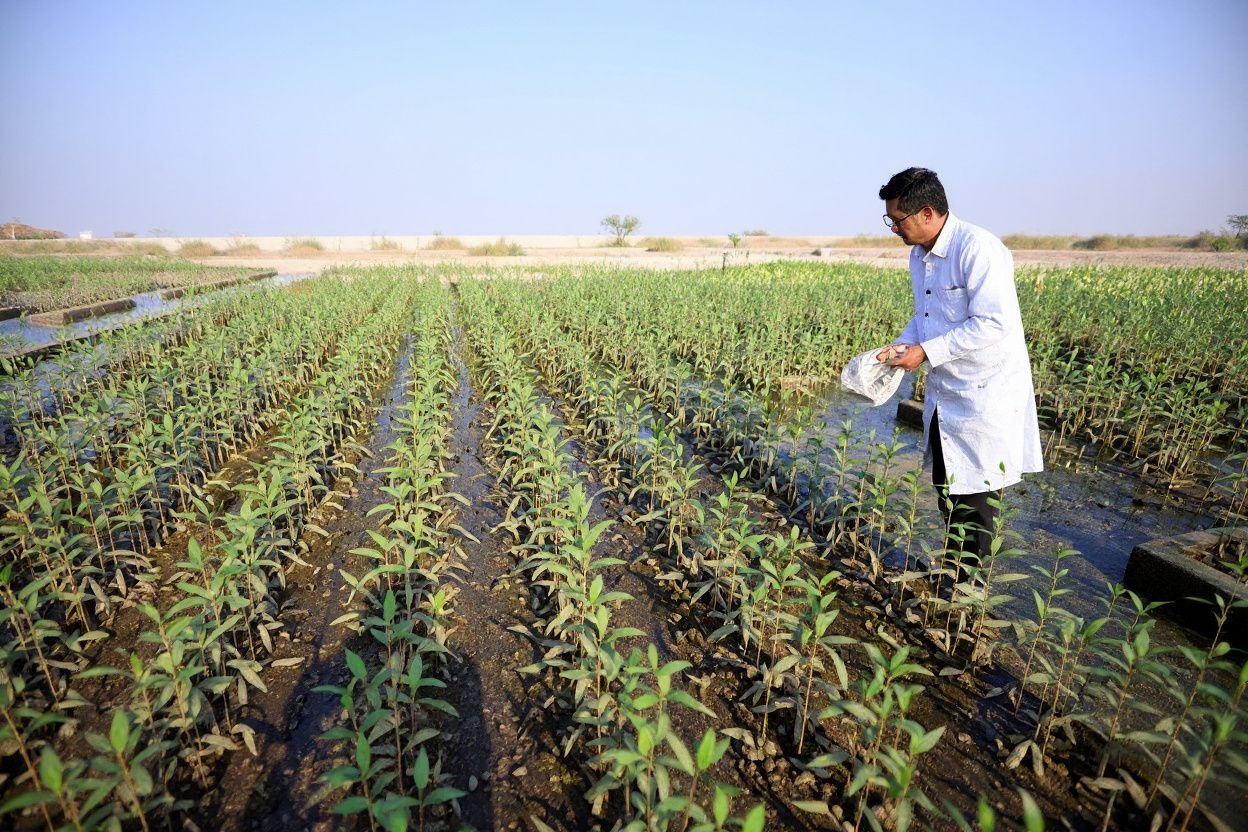 An environmental scientist inspects mangrove trees in a nursery at the Qurm nature reserve. Source: Karim SAHIB /