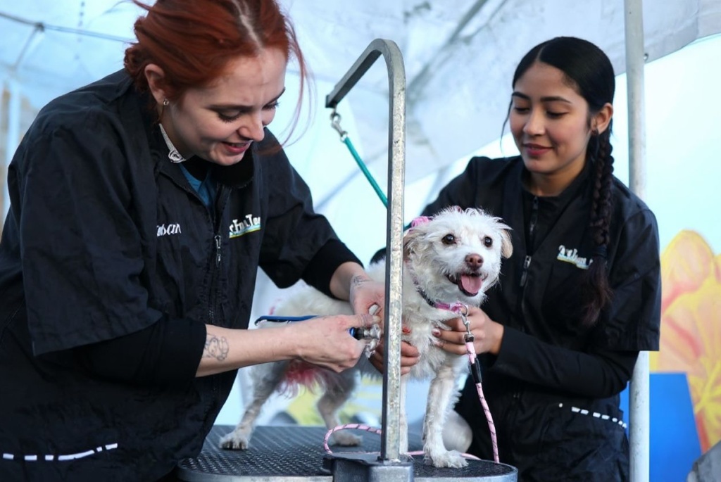 LOS ANGELES, CALIFORNIA – DECEMBER 07: Volunteers Iris Jimenez and Sydney Serrano with West Coast Grooming Academy groom dog Lily during Project Street Vets day of free veterinary care for pets in the Skid Row community on December 7, 2024 in Los Angeles, California. Project Street Vet provided free vaccinations, veterinary care, grooming services and food for pets of individuals in Skid Row which is home to thousands of people who either live on the streets or in shelters. Project Street Vet, founded by Dr. Kwane Stewart and sponsored by Fetch Pet Insurance, has volunteer veterinary teams in various cities with substantial unhoused pet populations including New York, Atlanta, San Diego, and Orlando.   Mario Tama/Getty Images/ (Photo by MARIO TAMA / GETTY IMAGES NORTH AMERICA / Getty Images via )