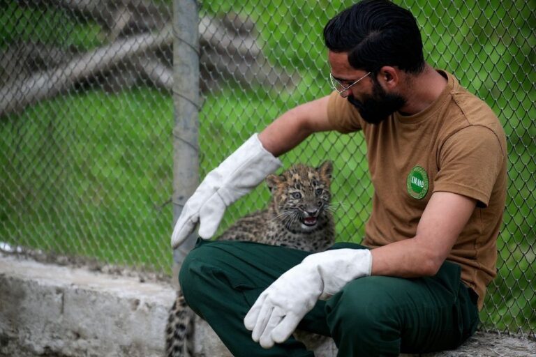 10 universities with the best wildlife conservation degrees