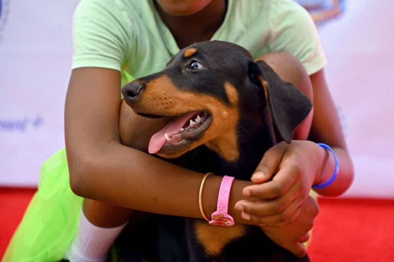 How therapy dogs help distressed students