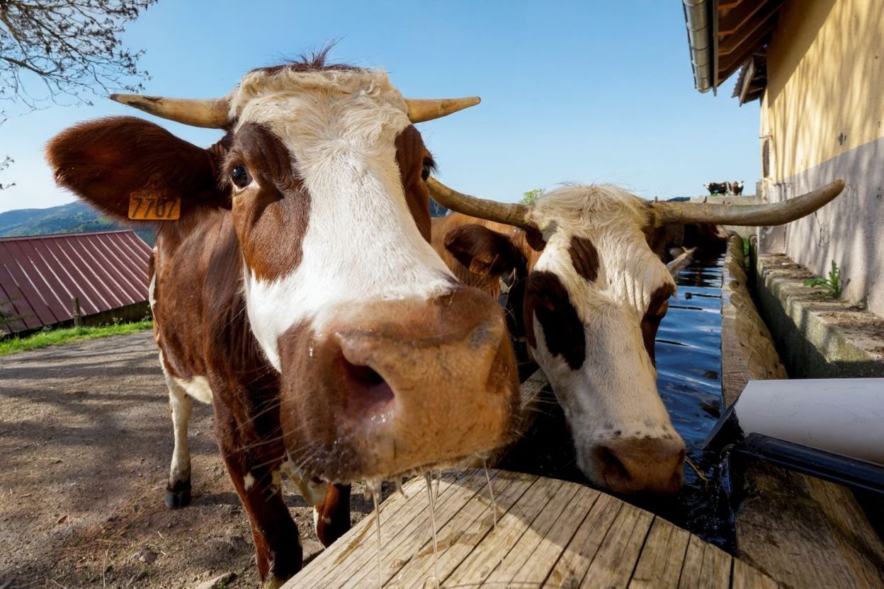 “Ah, la vache,” which means angry, is similar to the English word “oh my god.”, shot on Canon EOS R5, 24-70mm f/2.8 lens, RAW photograph, unedited, candid moment, natural lighting, photojournalistic style | NEGATIVE: AI generated, artificial, computer generated, digital art, 3d render