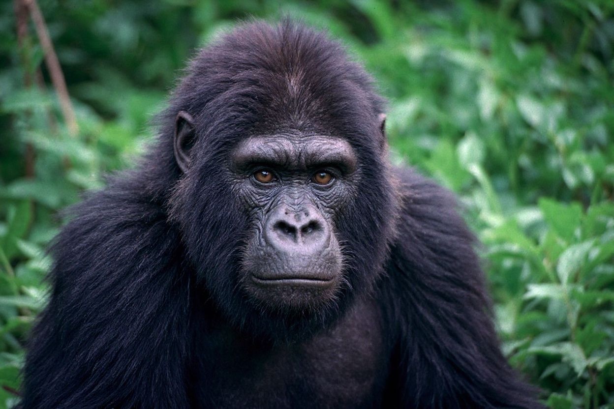 While the annual salary for primatologists is US,791, you’ll get to travel the world as part of your job.