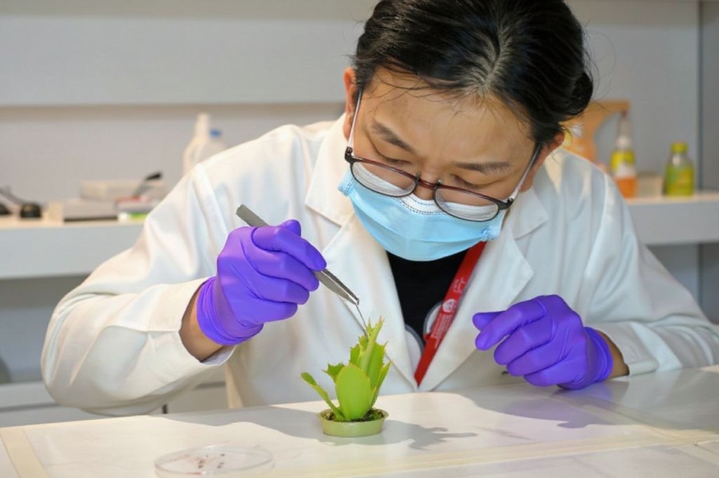 This photograph taken on March 24, 2021 shows Luo Yifei, PhD student at Nanyang Technological University’s (NTU) School of Materials Science and Engineering, attaching an electrode on the surface of a Venus flytrap plant at a laboratory in Singapore, as scientists develop a high-tech system for communicating with vegetation. (Photo by Roslan RAHMAN / )