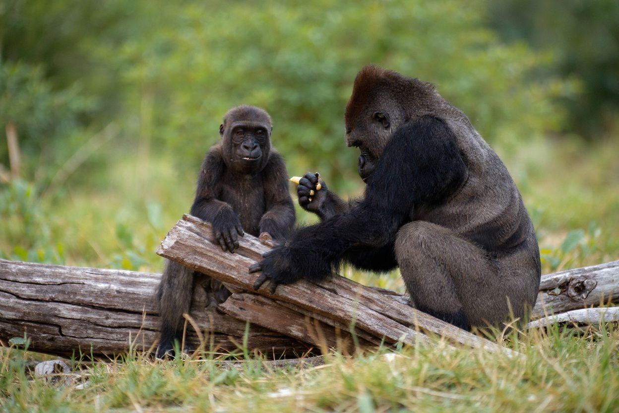 Wildlife conservation is essential for future generations, and it is a key strategy to protect the environments where wild species live. Image source: