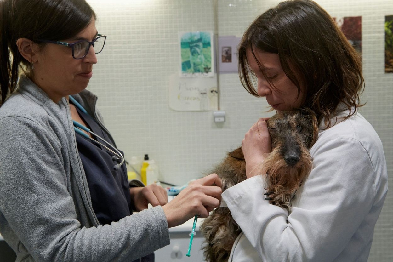 Dogs are the most frequently seen patients, followed by cats. Source: