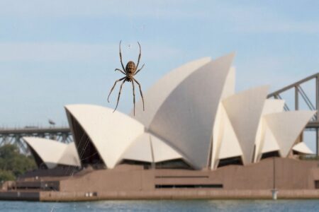5 poisonous spiders and insects in Australia explained for int'l students