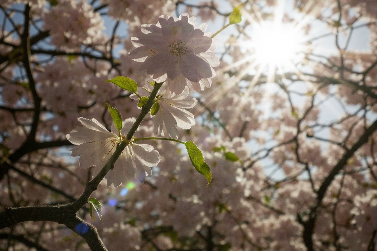 Just like a plant, we humans need a health intake of sunlight. Source: