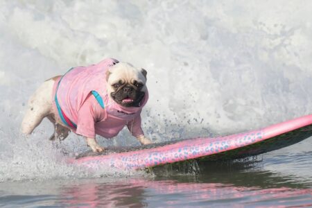Therapy dogs help students cope with the stress of college life