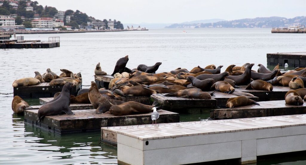 Visiting Pier 39 will grant you a full view of the many sea lions that choose to rest along the San Francisco bay every year. Source: Don Emmert/
