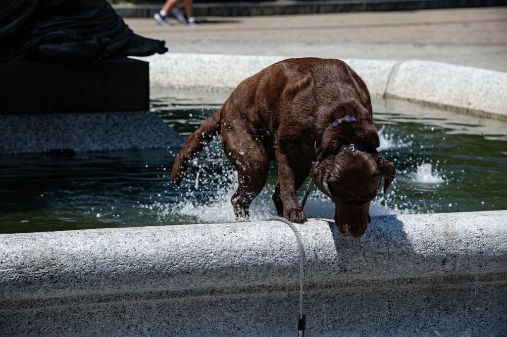 Unfortunately, it’s frowned upon to jump into a fountain to cool off if you’re not a dog. Source: