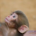 9 Punch the Monkey memes that every student will relate to  