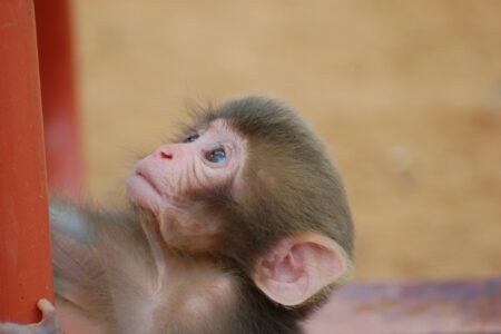 9 Punch the Monkey memes that every student will relate to  